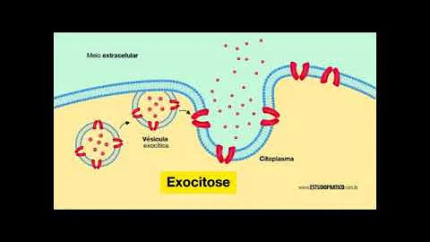 O que é endocitose e exocitose celular?