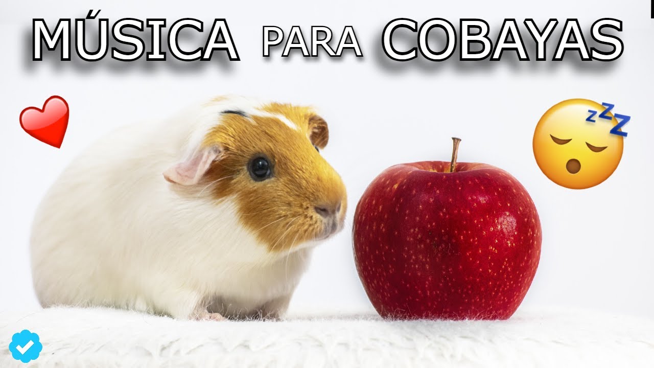 🐹💤Música para DORMIR COBAYAS y CUYS RELAJANTE 2026 - Música para relajar COBAYAS y CUYS 2026