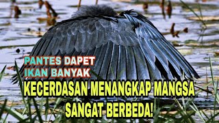 Membentuk payung saat berburu l- kecerdasan burung Bangau hitam