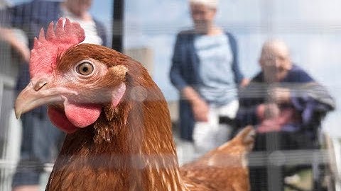 Provstegaardhjemmet fik høns