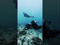 Waves, laughter, and endless blue vibes 🤿🐠Every dive feels like a new story waiting to be told