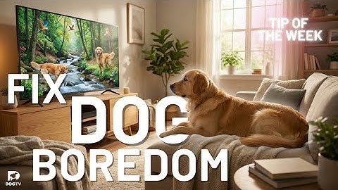 You’re Making Your Dog Bored—Here’s the Fix | DOGTV Tip Of The Week