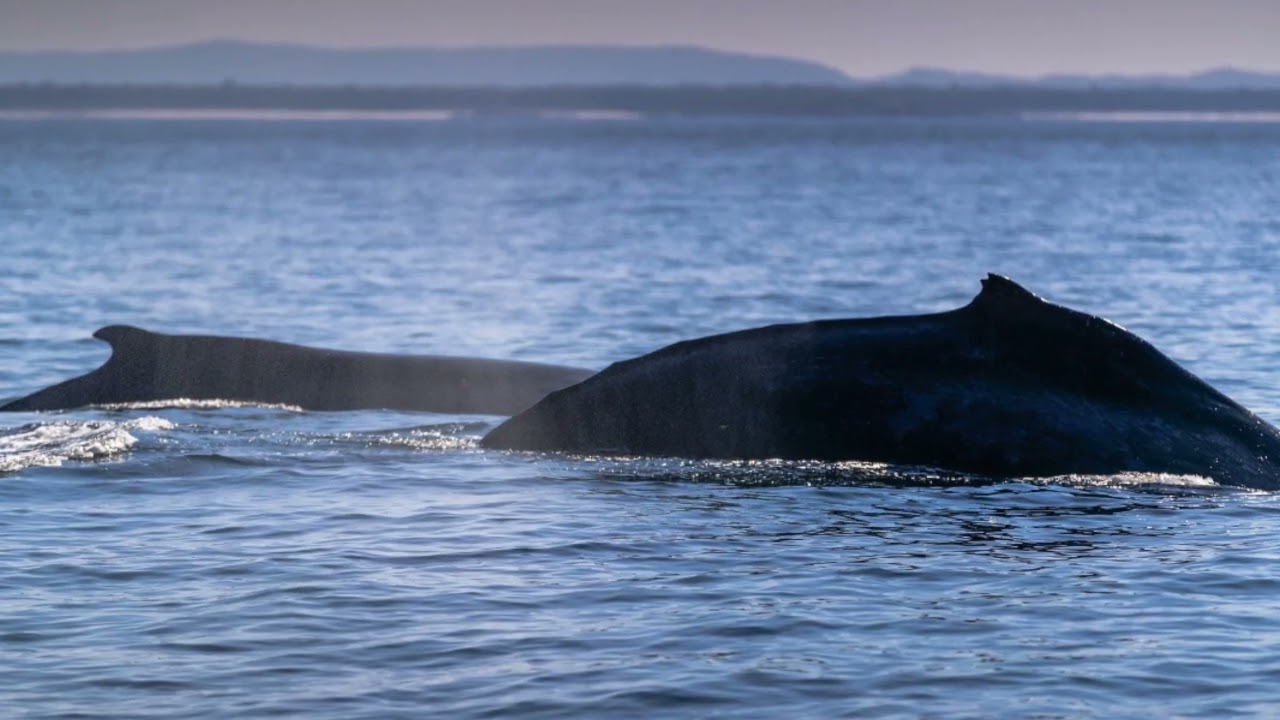 Tiedeman Island Whale Story-Liana Wallace