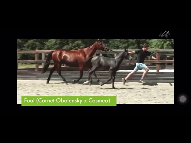 CHAMPION 2000 Z - YouTube