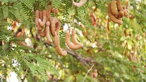 Como é uma árvore de tamarindo?