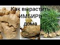 Как вырастить имбирь дома