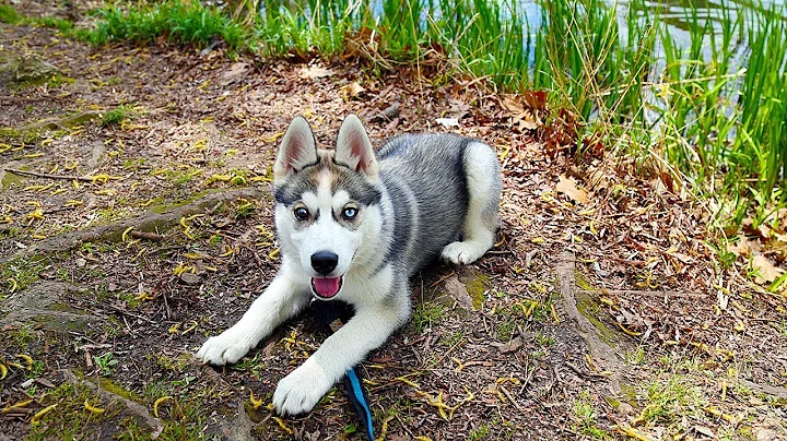 Husky Puppy Growing Up: 8 Weeks to 3 Years!