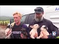 Puppies rescued from Oahu floodwaters
