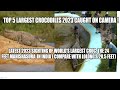 The largest crocodile in the world in 2021, larger than lolong! The 5 largest crocs caught on camera
