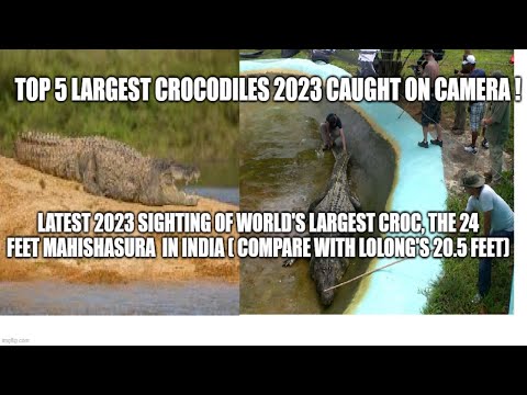 Video: The Largest Crocodile In The World Was Caught - Alternative View