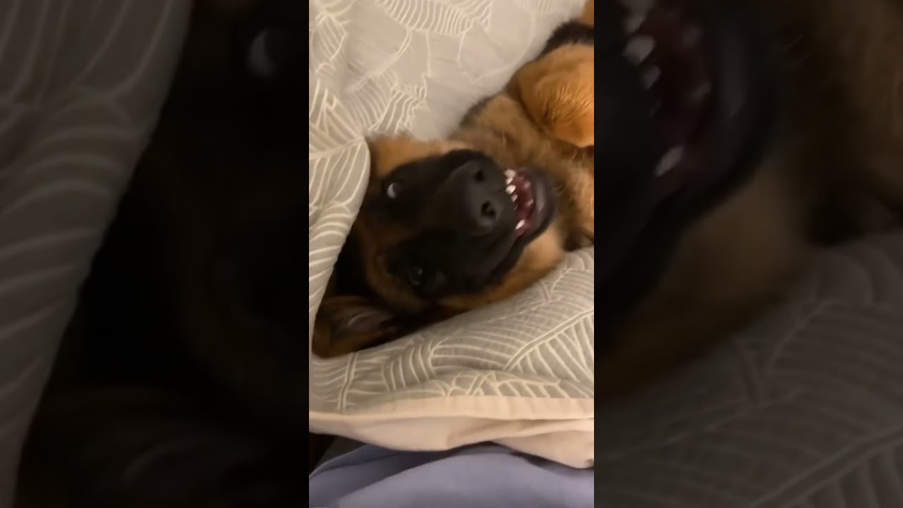 german shepherd | cute german shepherd puppy | 