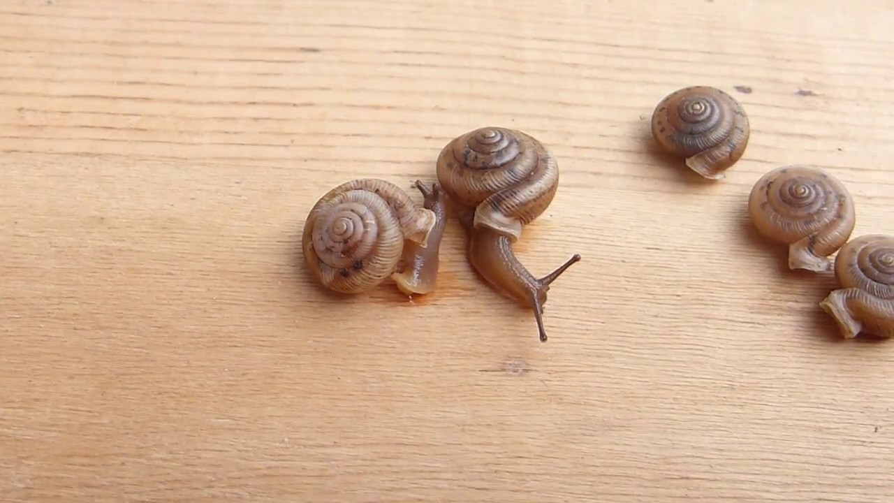 Daedalochila uvulifera (Shuttleworth, 1852) Peninsula Liptooth Snail