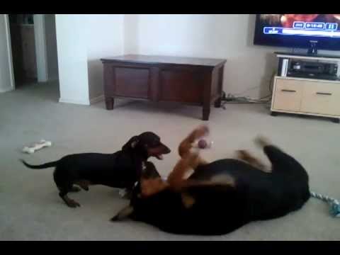 Rott and dachshund fighting over toy