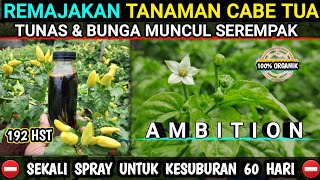 🔴 cara meremajakan tanaman cabe rawit bunga muncul serempak #ambition #cabetanpamulsa