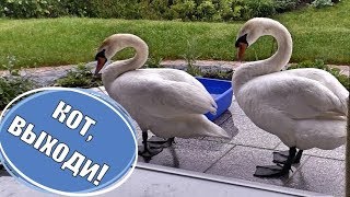 Maine Coon Willy and Swans Retaliation