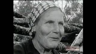 La Calabria Del 1959 Le Raccogliatrici Di Olive Nella Piana Di Gioia Tauro