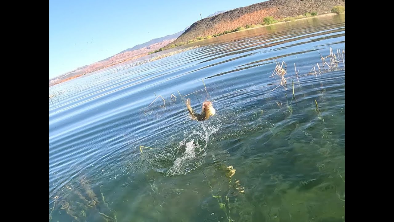 Sand Hollow Utah 4/12/24 sight fishing for bass in the kayak