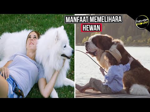 Video: Manfaat Kesihatan Paling Top 4 Memiliki Binatang
