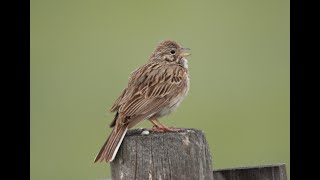 02 Vesper Sparrow--a grassland specialist