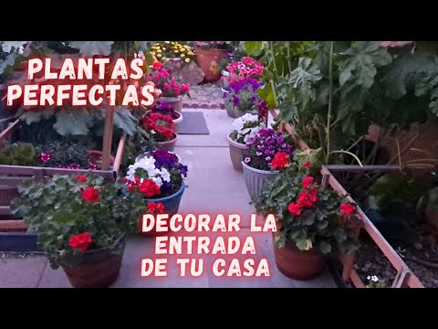 PLANTAS que PUEDES PONER en la ENTRADA y PASILLO de tu CASA y FLORECEN Todo El AÑO