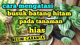 cara mengatasi busuk batang hitam pada tanaman hias