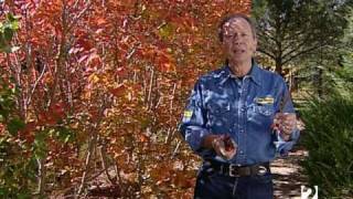 Jupiter Tree/Plant Care/Pepe Plana/Gardening/Care and Secrets