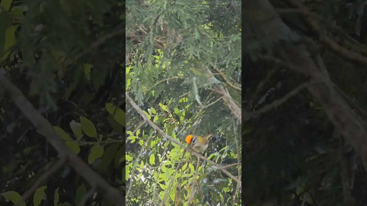 roitelet à triple bandeau