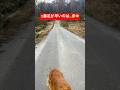 誰が1番足が早い？#shorts #puppy #ゴールデンレトリバー #goldenretriever #大型犬のいる生活 #大型犬 #ミント君#釈迦#白熊兄さん#山の神