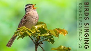 Beautiful Birds Sounds - Relaxing Bird Singing Heal Stress, Relieving Anxiety, Ambient Nature