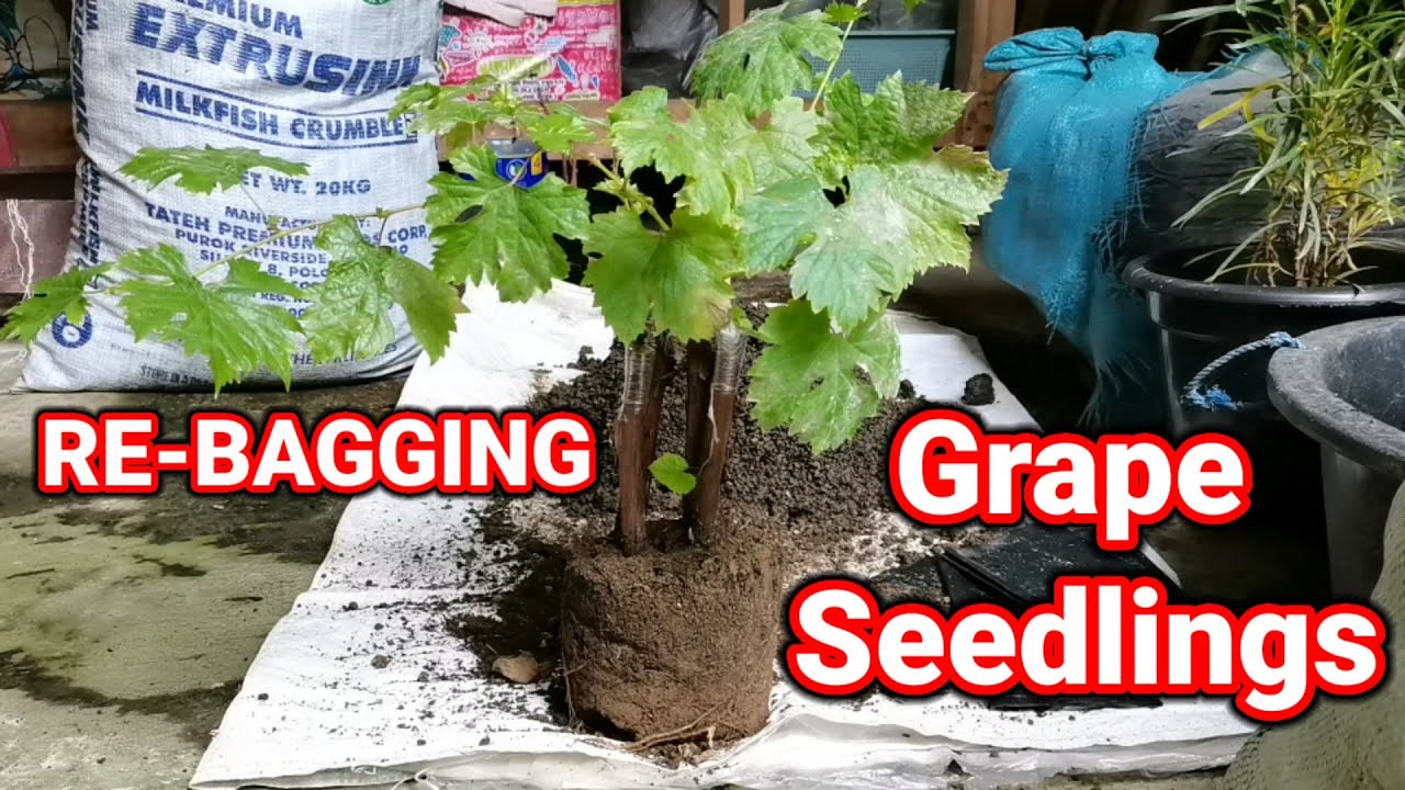 Paano maglipat ng seedlings |Re bagging grape seedlings | Grafted grape cuttings