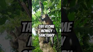 More Than a Monkey Sanctuary