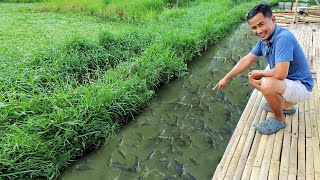 My Largest Natural Pond contains Thousands of TILAPIA!