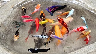 Catch colorful glofish, molly fish, betta fish, ornamental fish, koi fish, small fish, goldfish #06