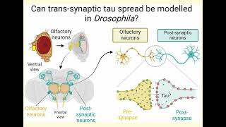 Can trans-synaptic tau spread be modelled in Drosophila?