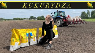 Kukurydza… tylko kukurydza się opłaca! Siejemy poletko odmianowe