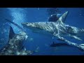 Shark Behavior and Human Impact
