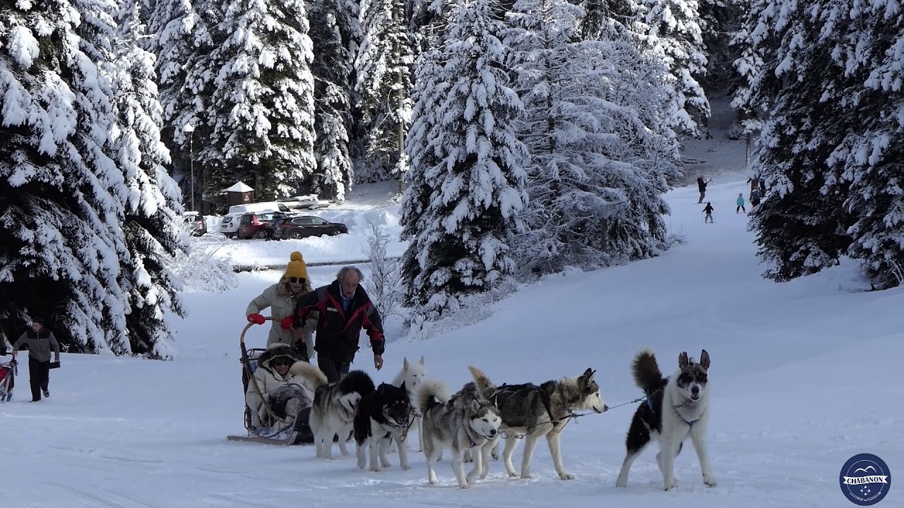 Chiens de traineaux Chabanon 2020 - YouTube