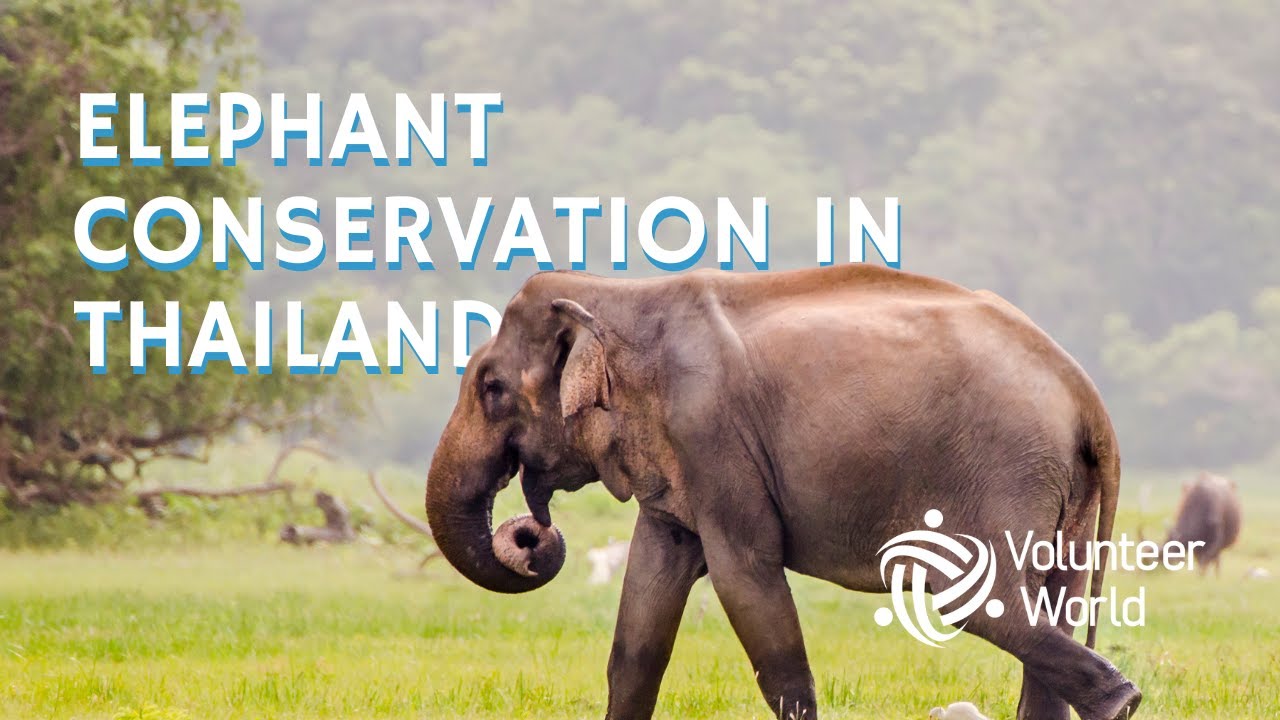 Volunteering for Elephant Conservation in Thailand
