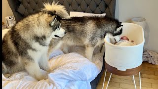 Curious Dogs Watch Over Newborn Baby! They Try To Mother Him!!