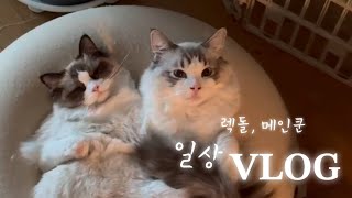 VLOG | 일상 브이로그 | 렉돌, 메인쿤 고양이 | 캔넬 안에서 밥 먹기🍴 | 귀여움 한 스푼 🥄🩶