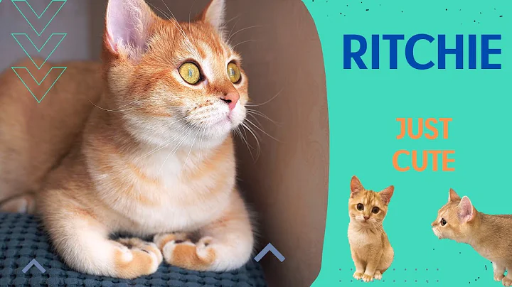 Watch the video about Cute British shorthair kitten Ritchie