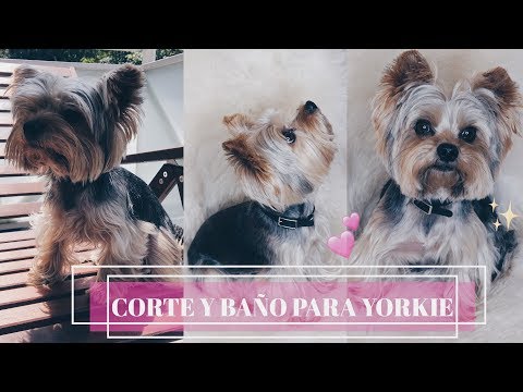 Video: Cómo Cortar Un Yorkie