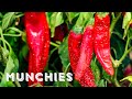 Chile Addiction in New Mexico - Local Obsession