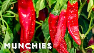 Chile Addiction in New Mexico - Local Obsession