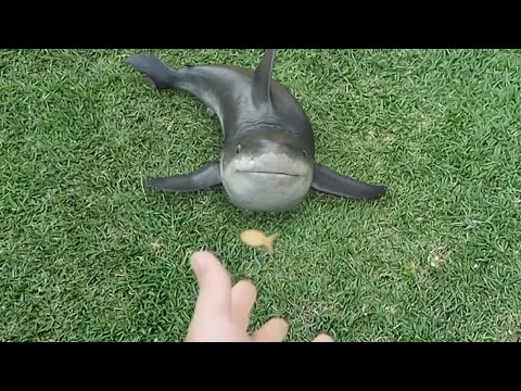 Baby shark grab a snack in slow motion