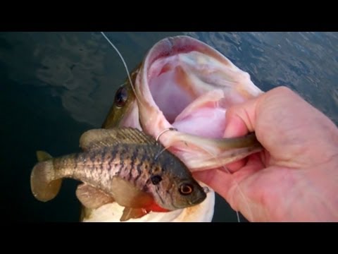 Bass Fishing with Bluegills. The Ultimate Bluegill by Mattlures.
