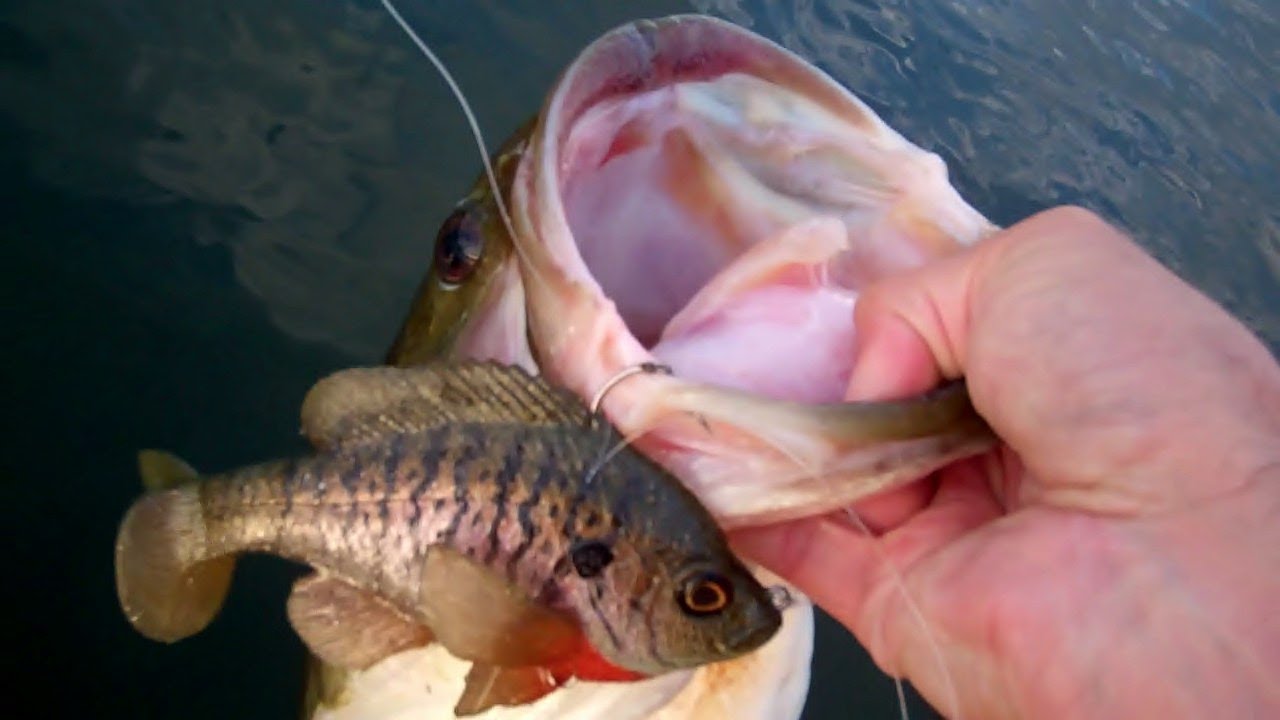 Bass Fishing with Bluegills. The Ultimate Bluegill by Mattlures. 