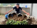 Stop Buying Potatoes! This Growing Method Yields 10 Times More!