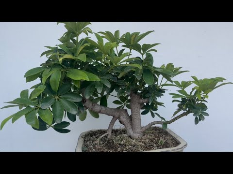 Video: Cultivo de Schefflera como bonsái: cómo hacer un árbol bonsái de Schefflera