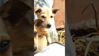 please help for streetdogs dog fact amazingfact animal